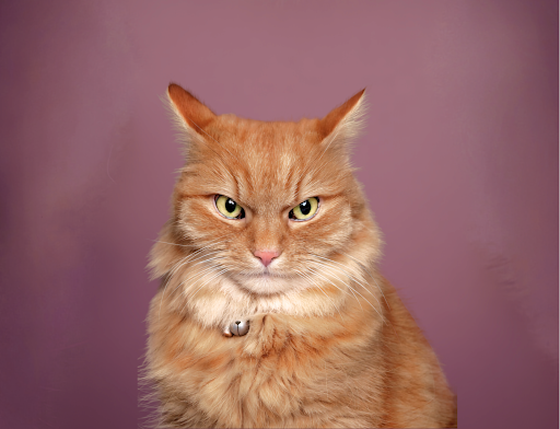 Why Am I Angry?