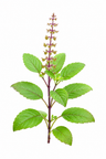 Tulsi