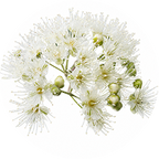 Lemon Myrtle