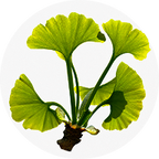 Gingko Biloba