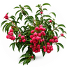 Strawberry Gum