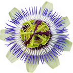 Passion Flower
