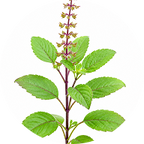 Tulsi