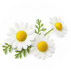 Chamomile