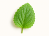 Lemon Balm