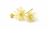 Linden